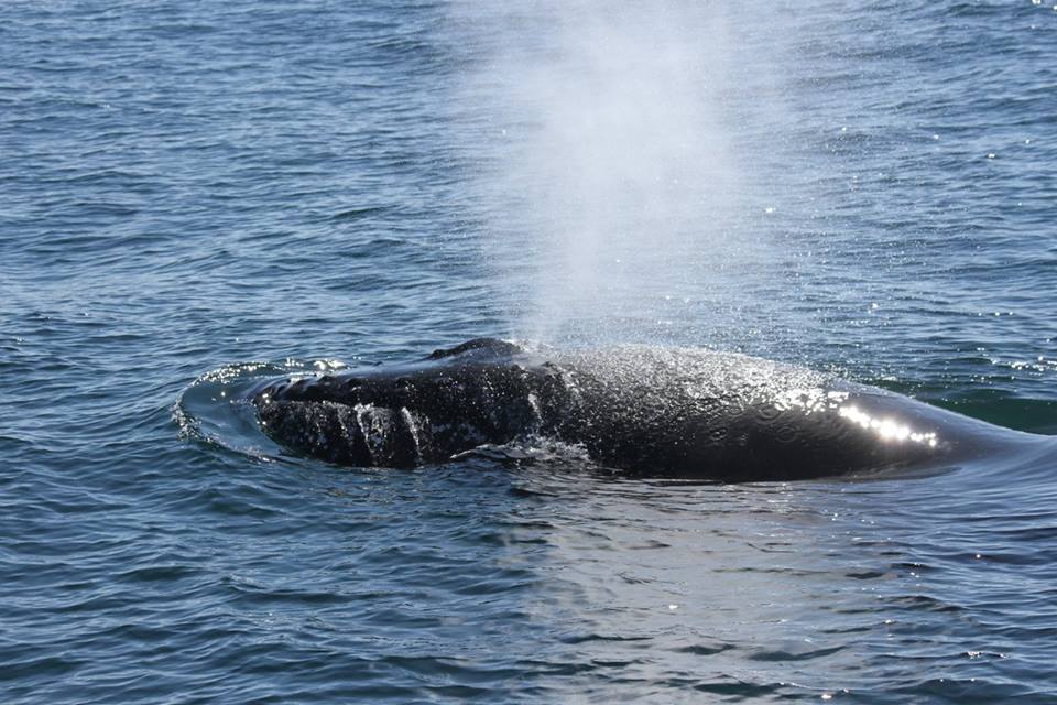 Humpback coming up for air -Brier Island Whale Tours