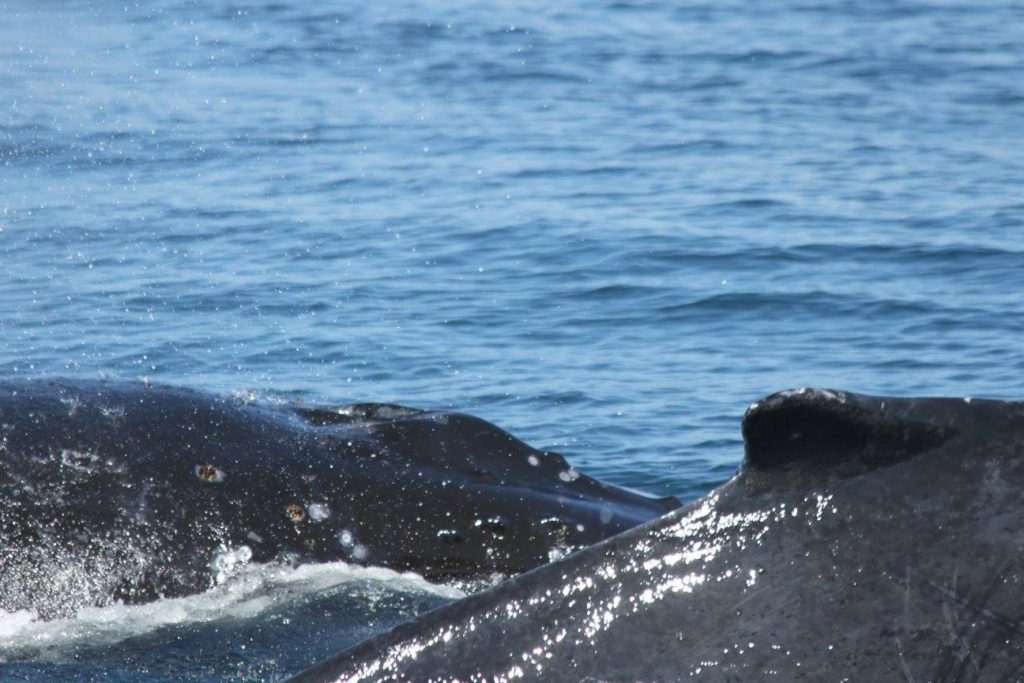 Mama & Baby Humpback side by side Brier Island Whale Tour