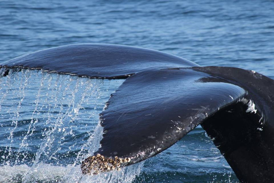 Whale watching on Brier Island-Nova Scotia Day Trips