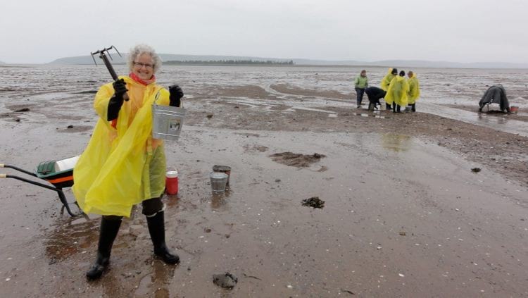 Clam Digging, Bay of Fundy