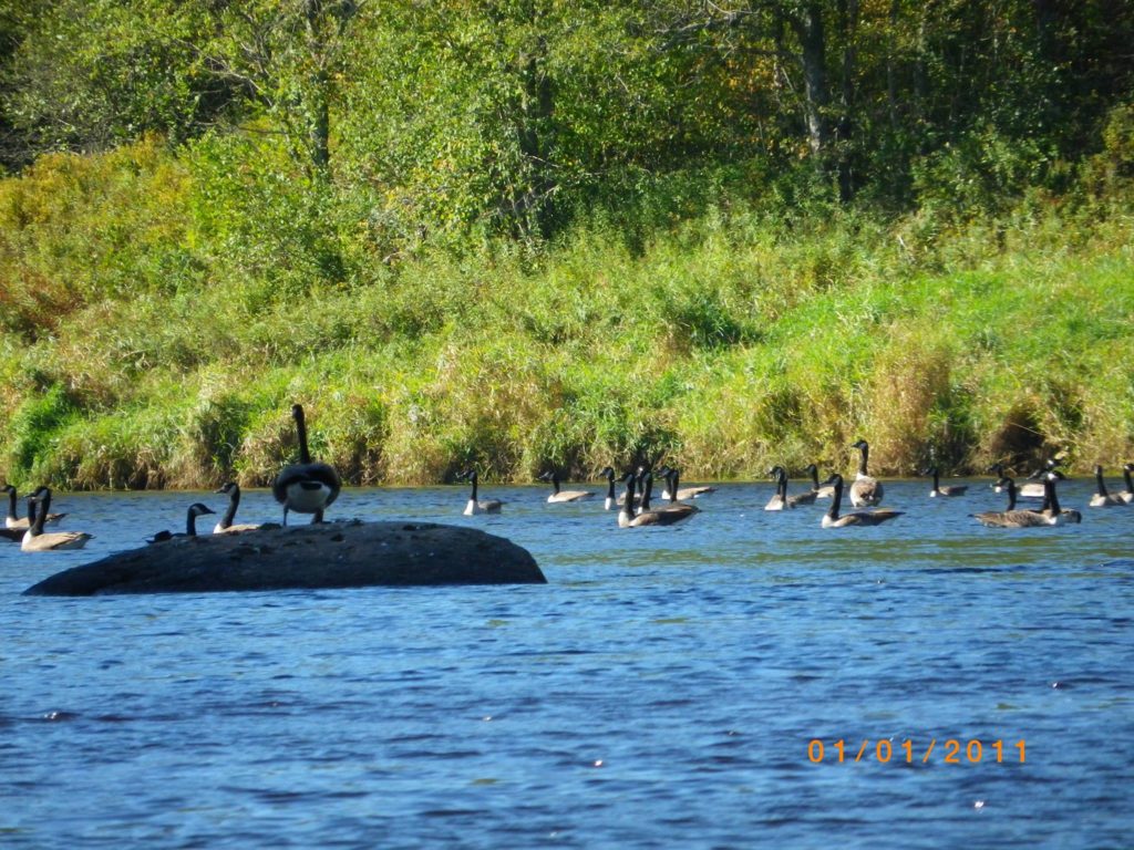 Canada Geese resting on a rock in the Annapolis River