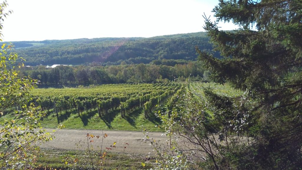 Fall snapshops of vineyards on White Rock Rd.