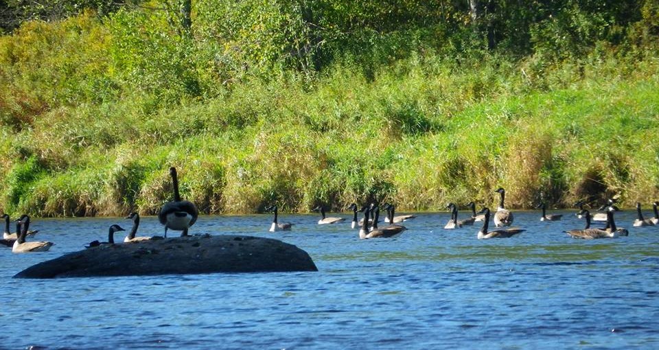 Paddling the Annapolis River Nova Scotia Day Trips