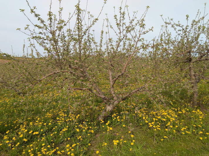 Apple Blossoms- not quite ready 