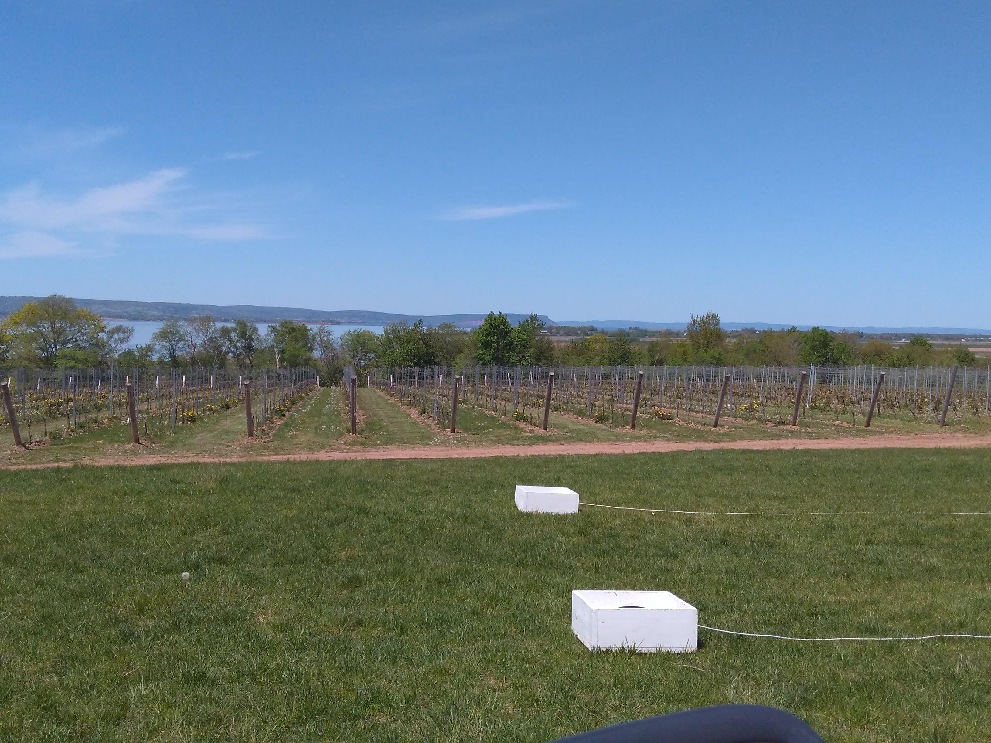 The view from Lightfoot and Wolfville Vineyards