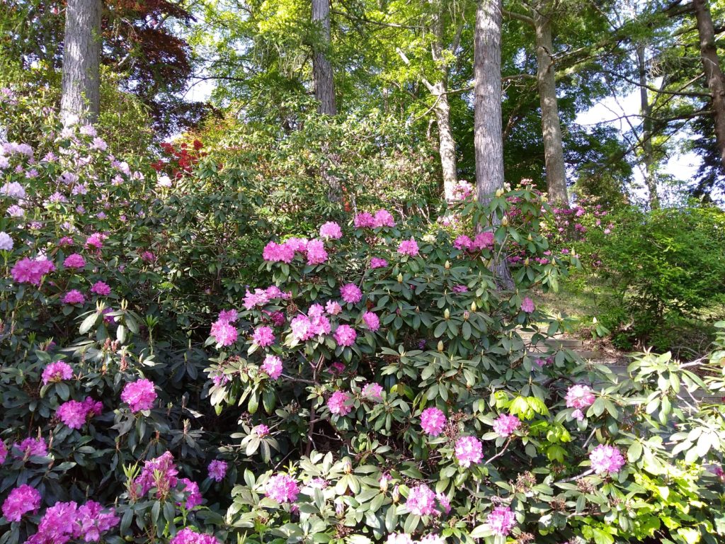 Kentville Research Station Rhodos Flower Gardens