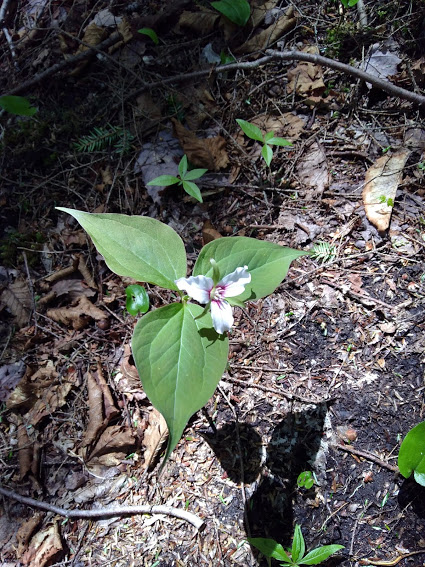  Lovely Flora in Trenton Park