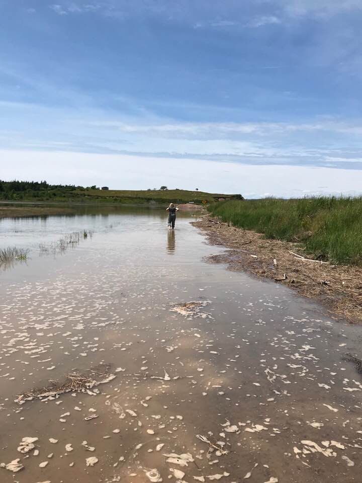 Checking the height of the tide across the road on the way to the Eatonville Day Hike