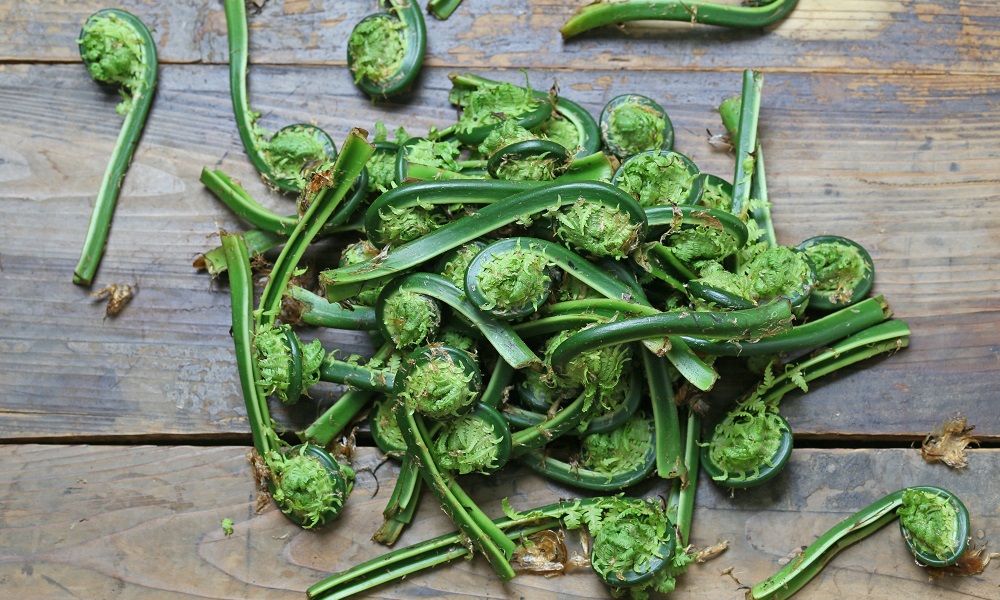 Fiddleheads-Nova Scotia Foods