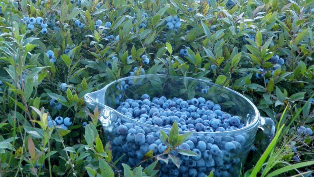 Wild blueberries Nova Scotia food