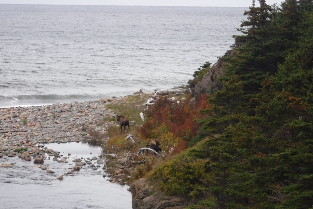 Moose near the Coney Brook Trail