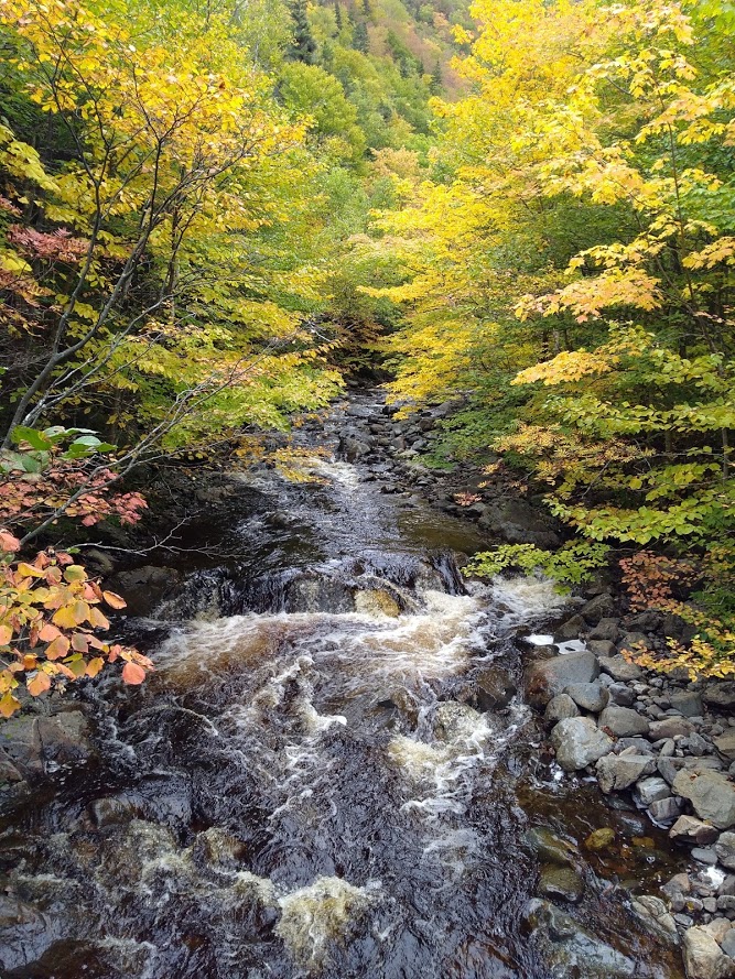 Local Acadians know this brook as "Rivière à Lazare" Coney Brook Trail