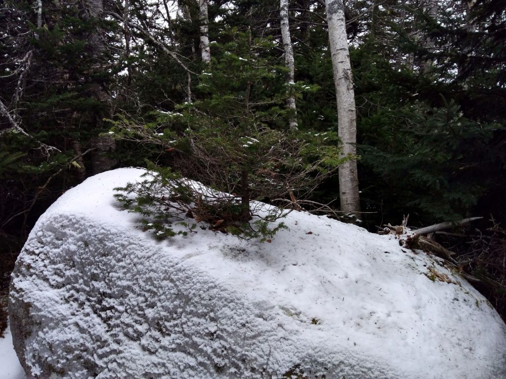 One tough tree at Graves Island