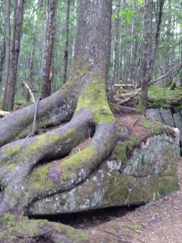 the Bluff Wilderness Hiking Trail