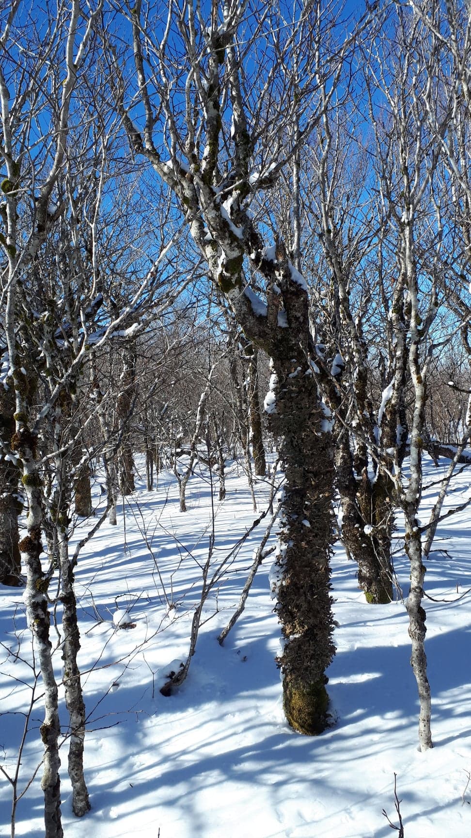 Rogart Mountain Trail