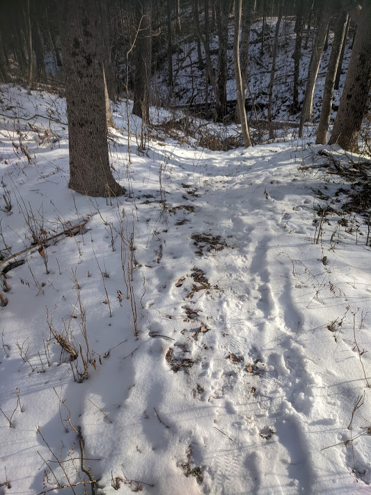 Along the Avondale Hiking Trail