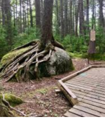 Hemlocks and Hardwoods-Nova Scotia Day Trips