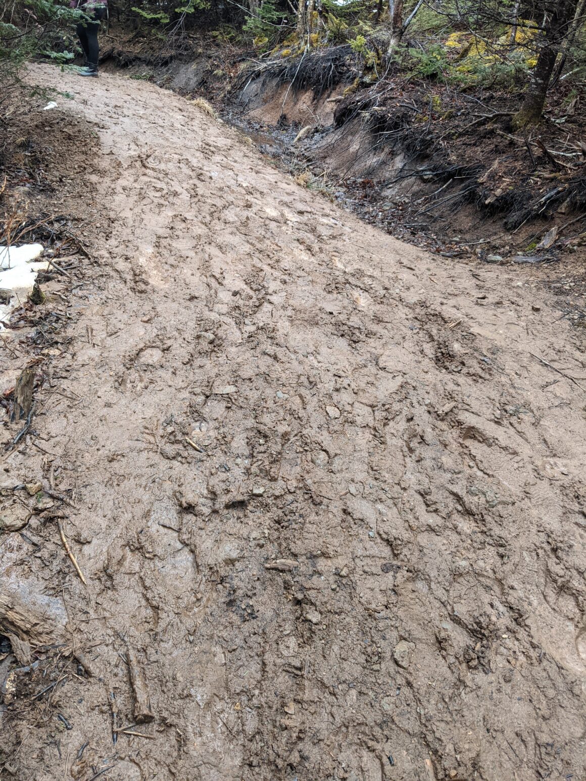 Hiking Cape Split during mud season