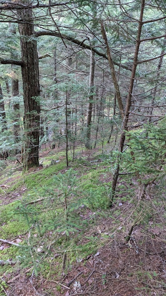 Havey Trail Wolfville Watershed