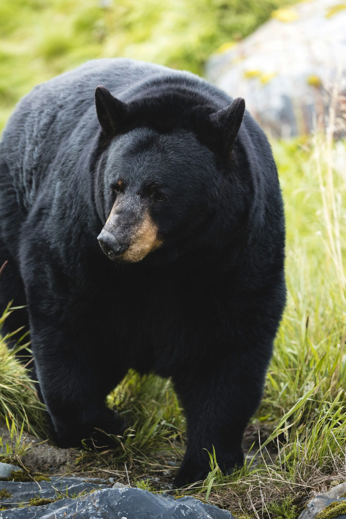 Questions about black bears