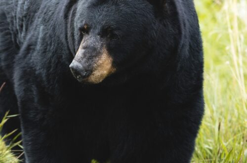 Questions about black bears