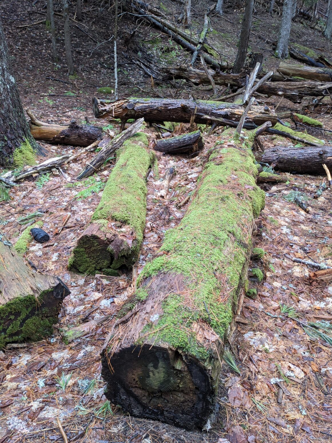 Giving itself back to the soil-Kentville Ravine