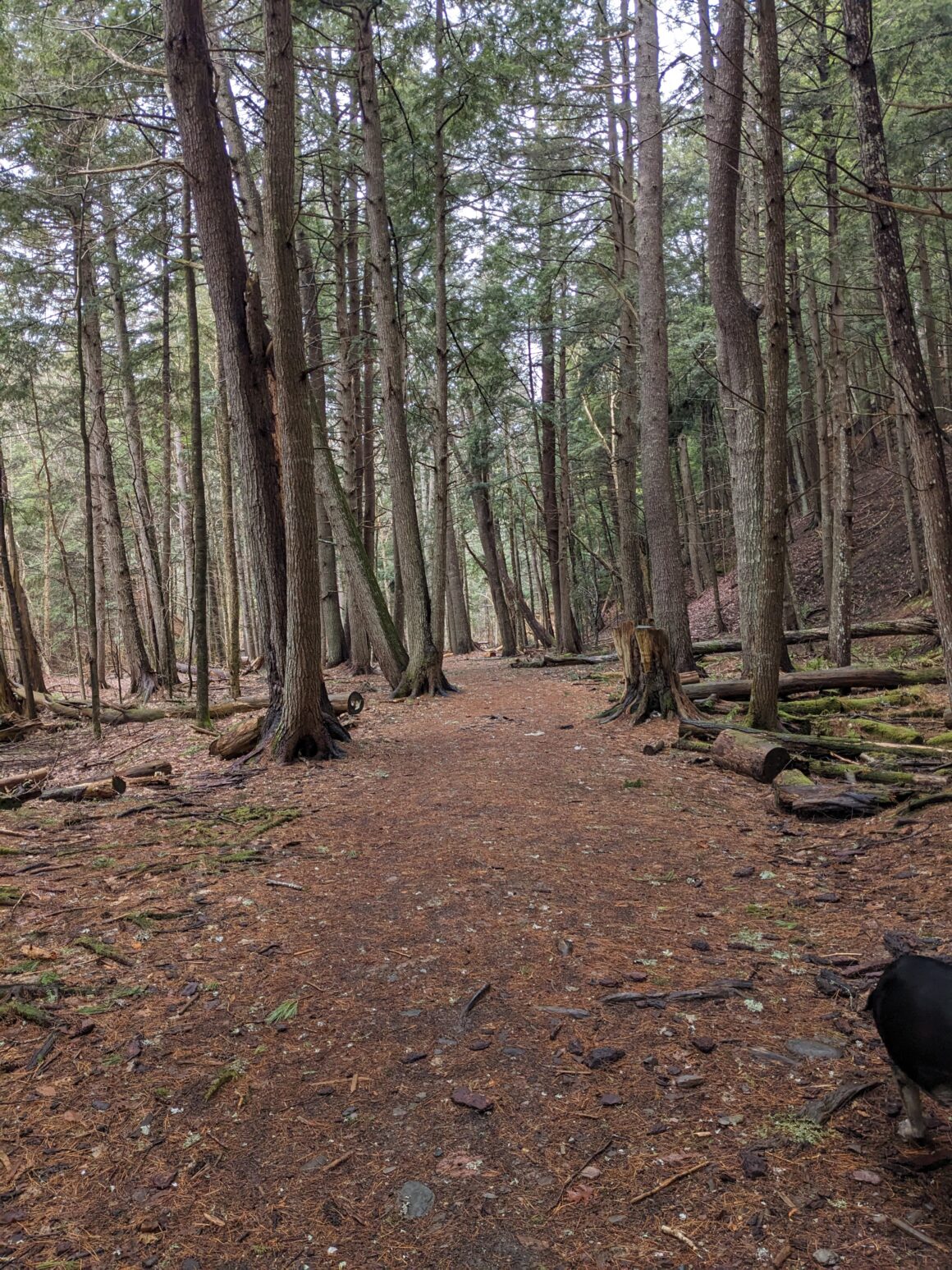 Kentville Ravine Trail