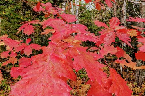 Leaf Watch Nova Scotia - Day Trips PXL 20251022 1514345852 500x330