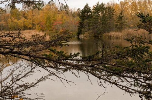 Strolling Meadow Pond pxl 20261017 192218212.mp